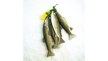 Garlands and decorative fish products