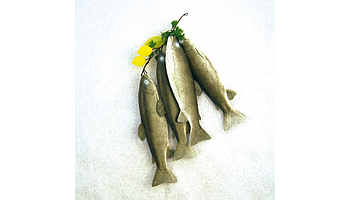 Ghirlande si produse piscicole decorative